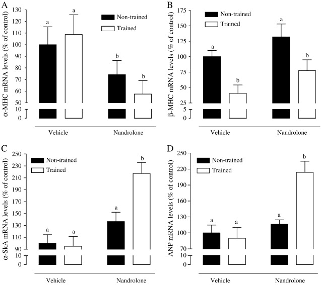 Bodybuilding Training mit Nandrolon