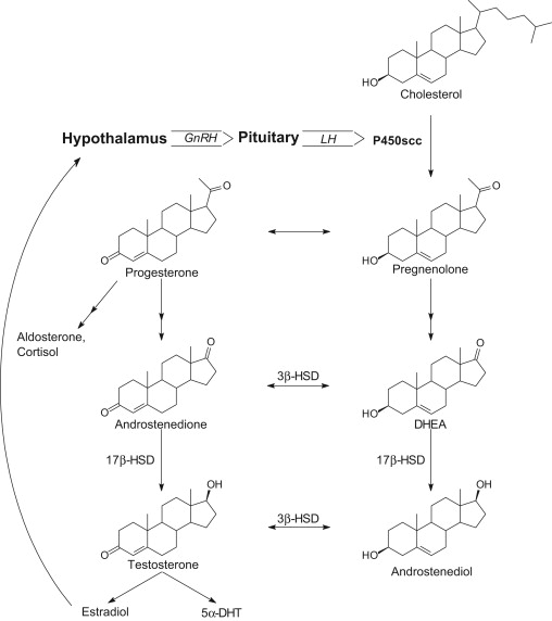 Methandienone Structure