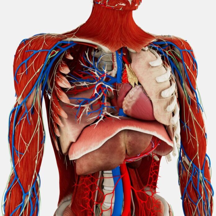Atlas De Anatomia Humana 3D – Atlas Anatomia 3D – TDBDY