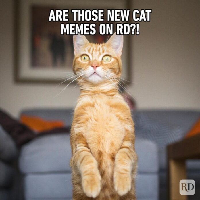 Cat Face Meme Meaning at Marjorie Lachance blog Cat Face Meme Meaning at Marjorie Lachance blog