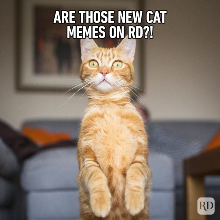 Cat Face Meme Meaning at Marjorie Lachance blog