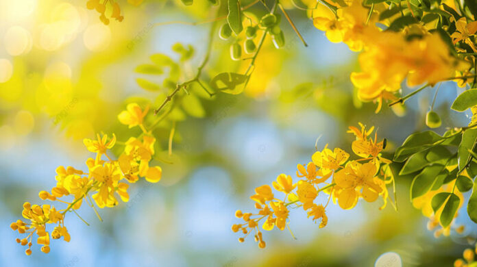 Acacia Tree Flowers Blooming In The Spring Background, Tree, Acacia ... Acacia Tree Flowers Blooming In The Spring Background, Tree, Acacia ...