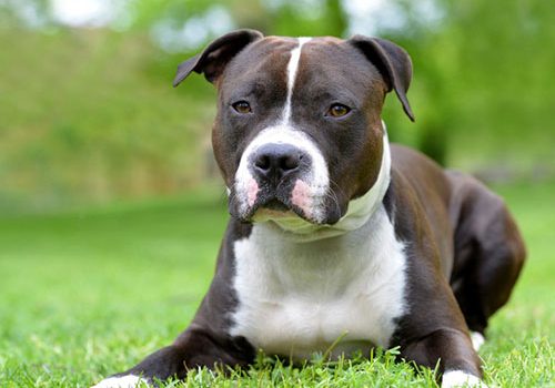 American staffordshire Terrier : éducation, caractère, santé, budget, prix