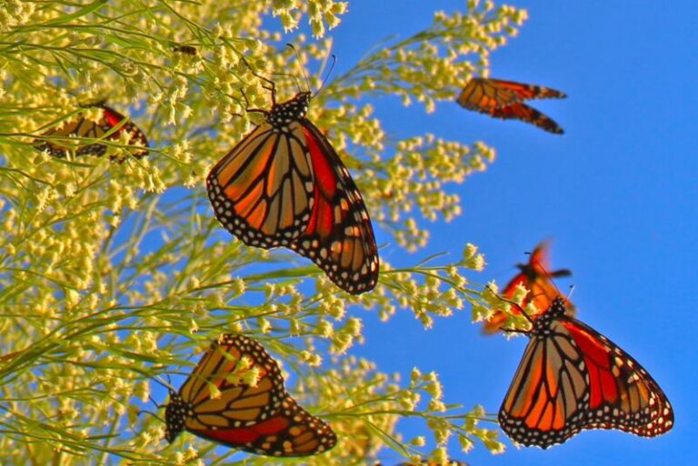 Dallas Trinity Trails: 2013 Monarch Butterfly Migration
