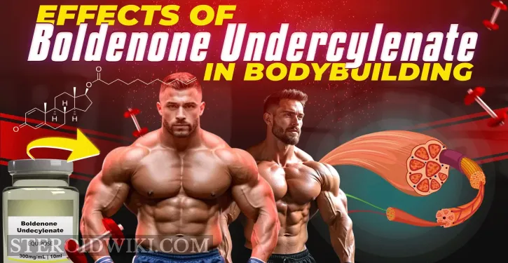 Effects of Boldenone Undecylenate in Bodybuilding