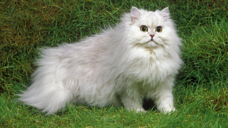 Persian Cat Hd Wallpaper 1920x1080 - Infoupdate.org