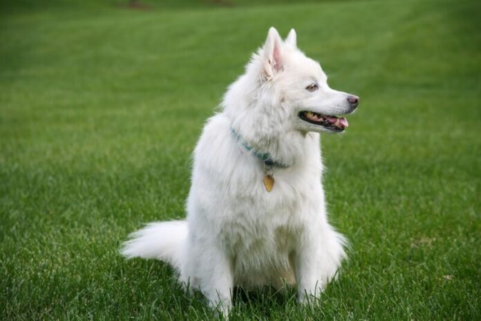 100,000+ Free Dog Png Hd & Png Images - Pixabay 100,000+ Free Dog Png Hd & Png Images - Pixabay