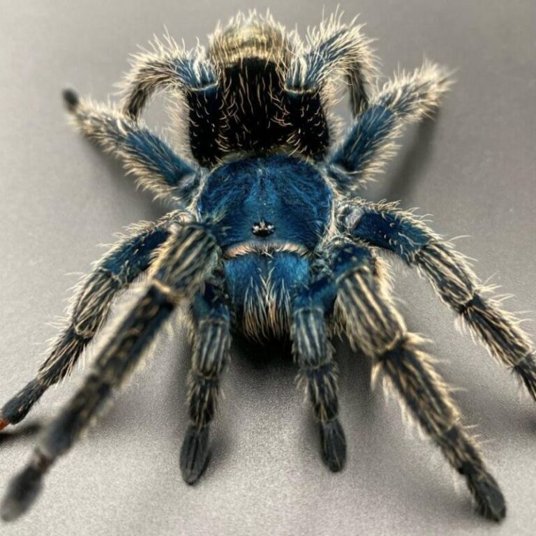 Ewok cyaneolus 'Blue' (Cobalt Red Rump) – Spider Shoppe