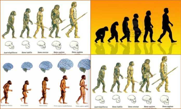 La Evolución es el proceso de transformación de una especie a otra, a ... La Evolución es el proceso de transformación de una especie a otra, a ...