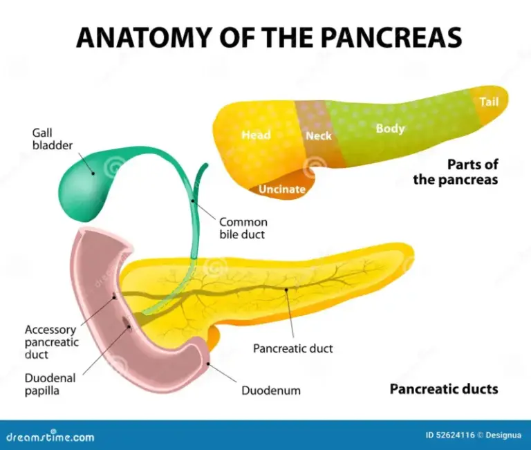 Location Of Pancreas