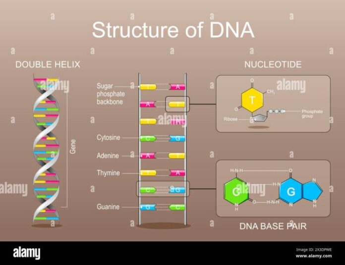 Phosphate Structure In Dna