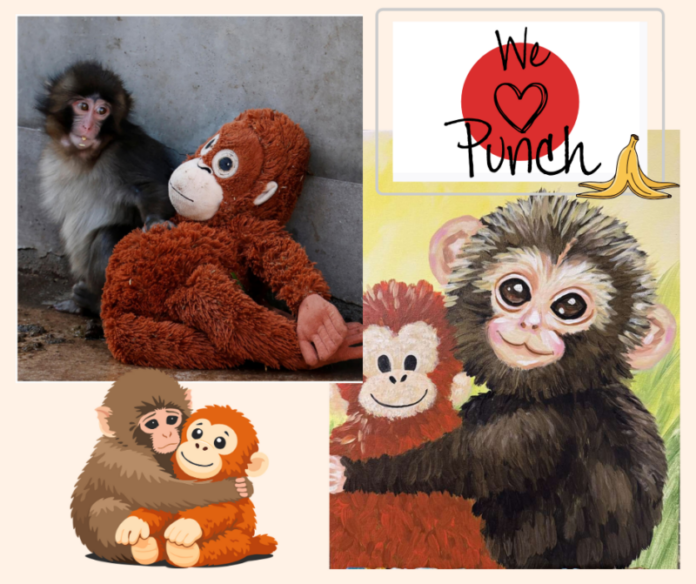 ‘Punch’, the Monkey: From Viral Sensation to Canvas Creation - Pinot's ...