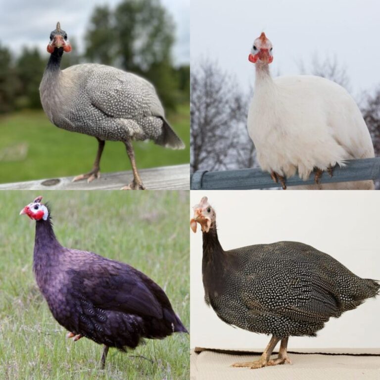 Lavender Guinea Fowl - Guinea Keets for Sale | Cackle Hatchery®