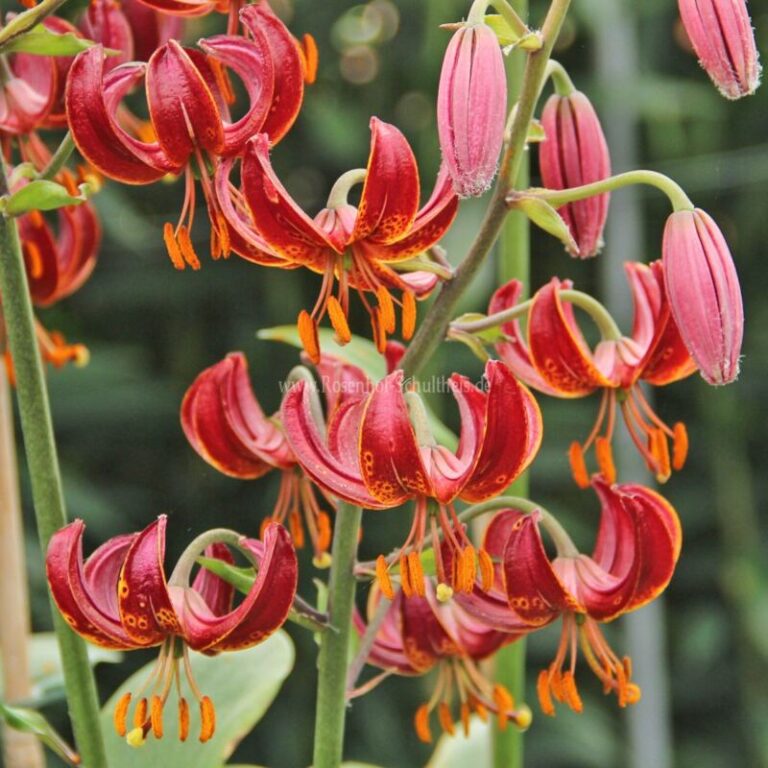 Lilium martagon 'Claude Shride' - Rosen online kaufen im Rosenhof ...
