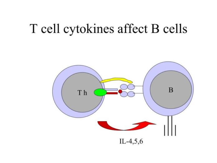 PPT - Immunology molecular medicine 3 PowerPoint Presentation, free ...