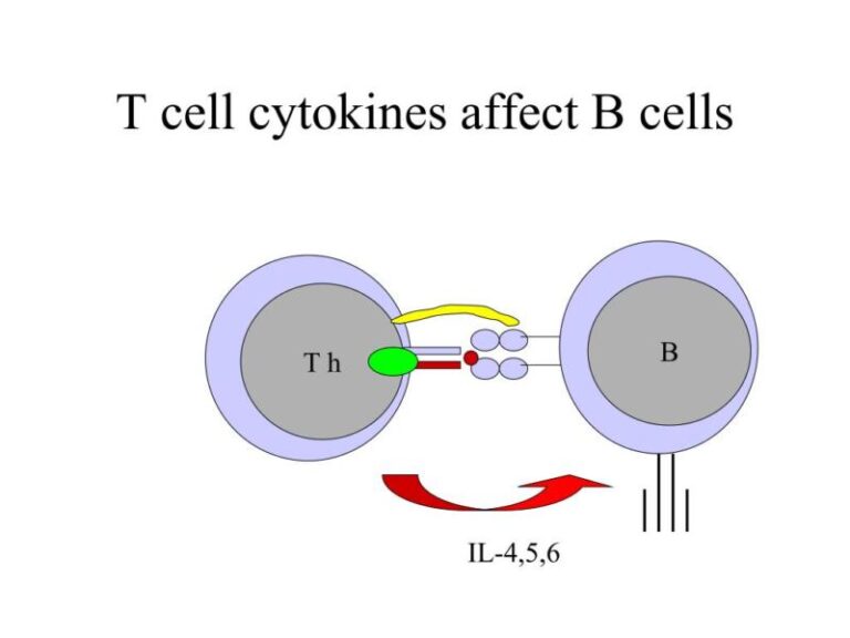 PPT - Immunology molecular medicine 3 PowerPoint Presentation, free ...
