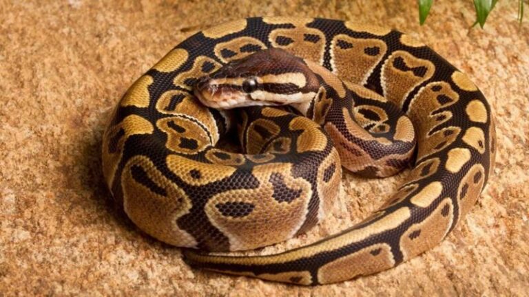 Rim Rock Crowned Snake – Facts, Size, Habitat, Pictures