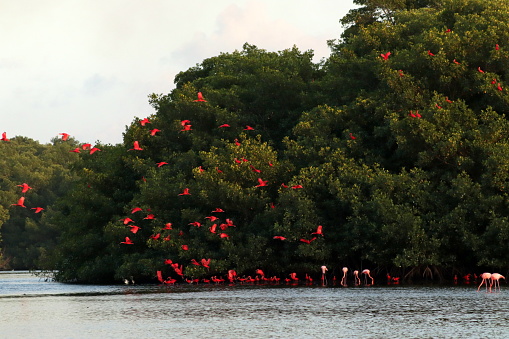 Scarlet Ibis In The Caroni Swamp Stock Photo - Download Image Now ...