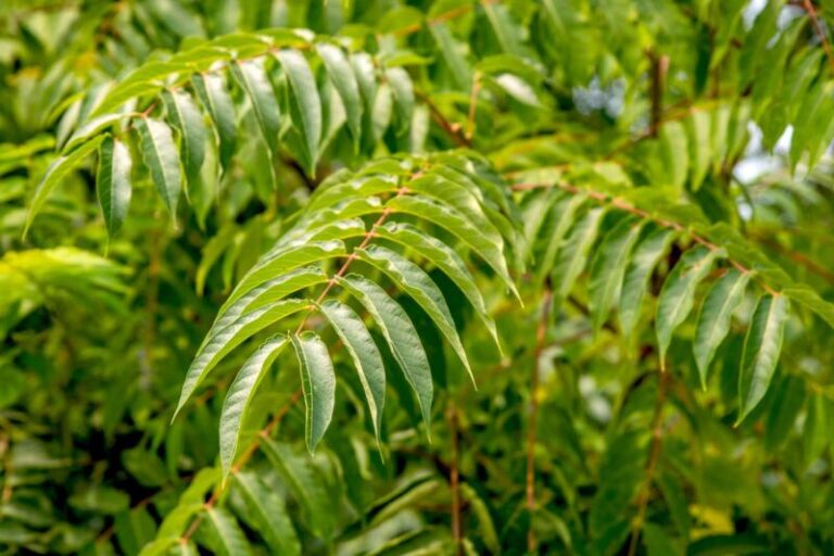 Tree Of Heaven: Accurate Identification – KMRWUI